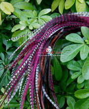 Beatiful Grizzly Rooster FeathersSaddle Rooster Feathers